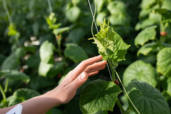Partial view of woman touching green cucumber plant — Stock Photo