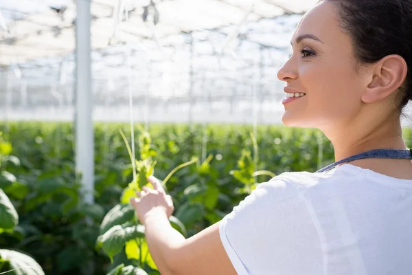 Joyful african american farmer looking away and pointing with finger in greenhouse — Stock Photo