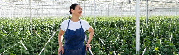 Happy african american farmer in apron looking away in glasshouse, banner — Stock Photo