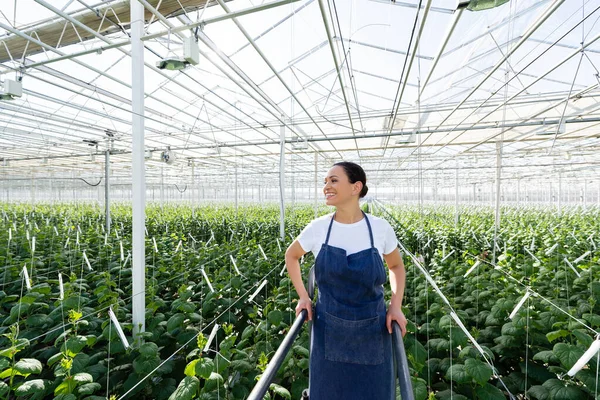 Joyful african american farmer smiling while looking away in greenhouse — Stock Photo