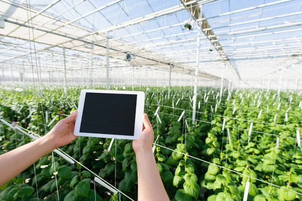 Partial view of woman holding digital tablet with blank screen in greenhouse — Stock Photo