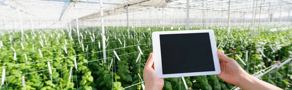 Teilansicht des Bauern mit digitalem Tablet mit leerem Bildschirm im Gewächshaus, Banner — Stockfoto