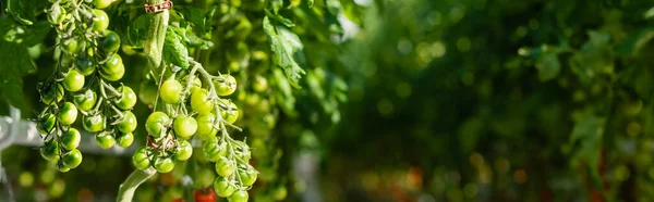 Branches of green cherry tomatoes on blurred background, banner — Stock Photo