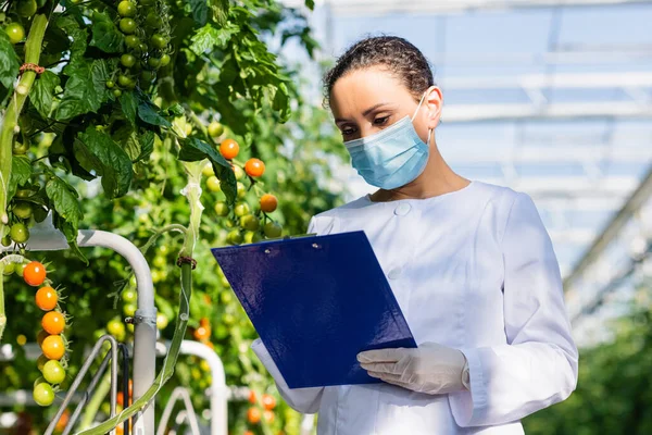 Inspector de calidad afroamericano en máscara médica sujetando portapapeles cerca de plantas de tomate en invernadero - foto de stock