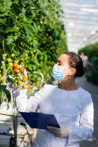 Tecnólogo agrícola afroamericano inspeccionando tomates cherry en invernadero - foto de stock