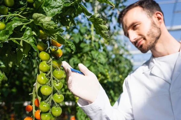 Qualitätsprüfer betrachtet Kirschtomaten im Gewächshaus, verschwommener Hintergrund — Stockfoto