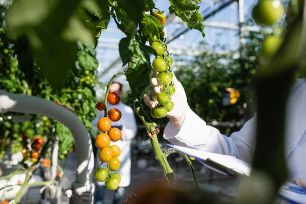 Vista recortada de tecnólogo agrícola cerca de ramas de tomates cherry en invernadero - foto de stock