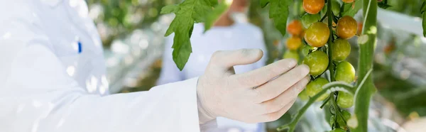 Vista parziale del tecnologo agricolo vicino pomodorini in serra, banner — Foto stock