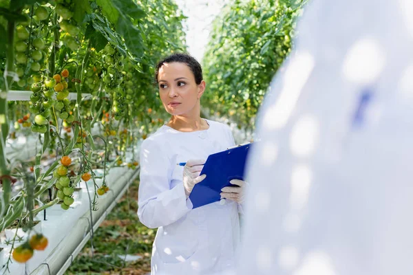 Afrikanisch-amerikanischer Qualitätsprüfer schreibt auf Klemmbrett in der Nähe von Tomatenpflanzen, unscharfer Vordergrund — Stockfoto