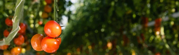 Close up view of red cherry tomatoes in greenhouse on blurred background, banner — Stock Photo