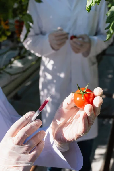 Ausgeschnittene Ansicht des Qualitätsprüfers in Latexhandschuhen mit Spritze und Tomate im Gewächshaus — Stockfoto
