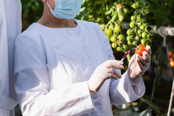 Cropped view of quality inspector in medical mask making test of tomato in greenhouse — Stock Photo