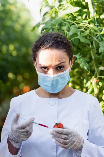 African american quality inspector in medical mask making test of tomato with syringe — Stock Photo