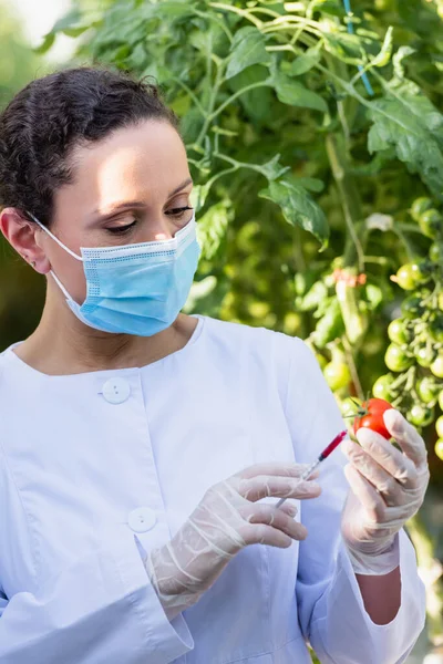 African american quality inspector in medical mask examining tomato with syringe — Stock Photo