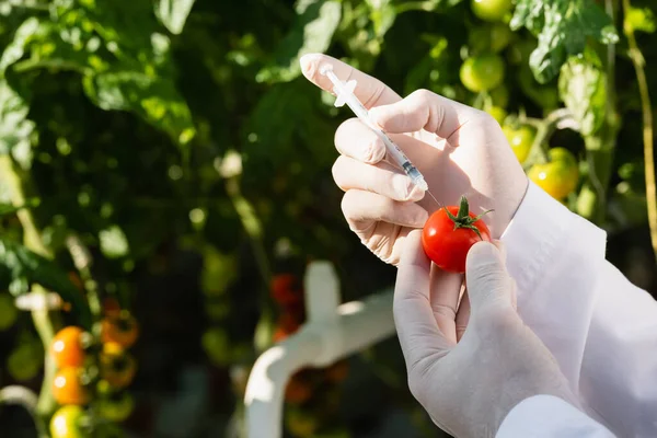 Cropped view of inspector making quality test of tomato with syringe — Stock Photo