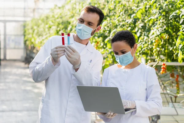 Technologues agricoles multiethniques dans des masques médicaux travaillant avec des éprouvettes et un ordinateur portable en serre — Photo de stock