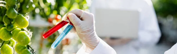 Partial view of biologist holding test tubes near cherry tomatoes, banner — Stock Photo