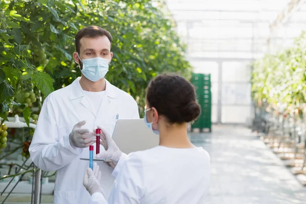 Technologue agricole en masque médical parlant à un collègue afro-américain avec éprouvettes — Photo de stock