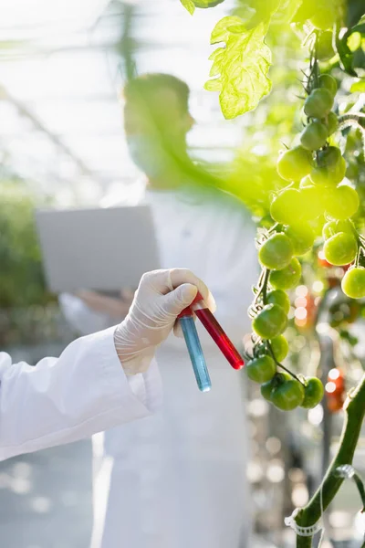 Zugeschnittene Ansicht eines Qualitätsprüfers, der Reagenzgläser in der Nähe von Tomatenpflanzen auf verschwommenem Vordergrund hält — Stockfoto