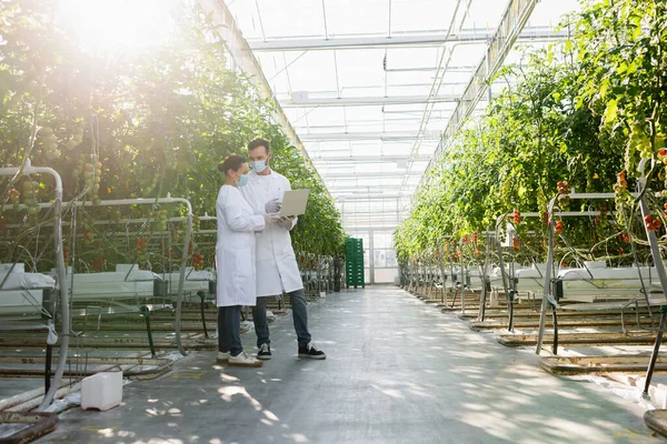 Landtechniker in medizinischen Masken stehen mit Laptop in der Nähe von Tomatenpflanzen im Gewächshaus — Stockfoto