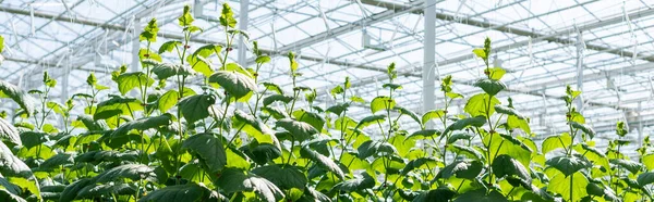 Plantas de pepino verde creciendo en invernadero, bandera - foto de stock