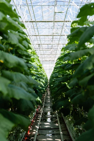 Plantas de pepino que crecen en hidroponía en invernadero, borrosa primer plano - foto de stock