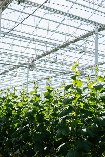 Invernadero con luz natural y plantas de pepino en crecimiento - foto de stock