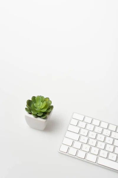 Vista de ángulo alto de la planta pequeña, teclado en blanco - foto de stock