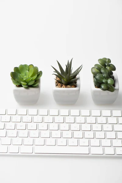 Tiny green plants and computer keyboard on white — Stock Photo