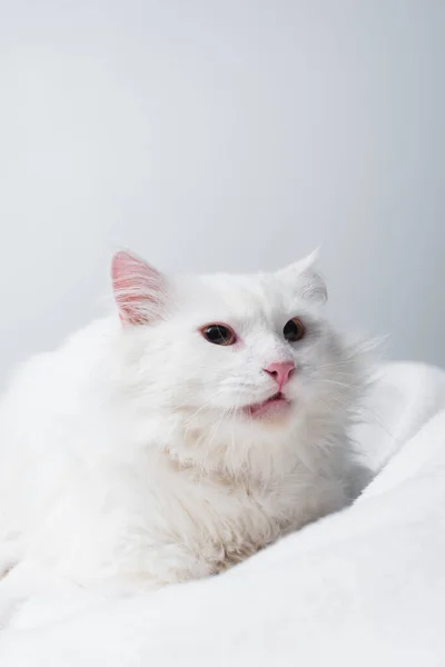 Fluffy cat on soft blanket isolated on grey — Stock Photo