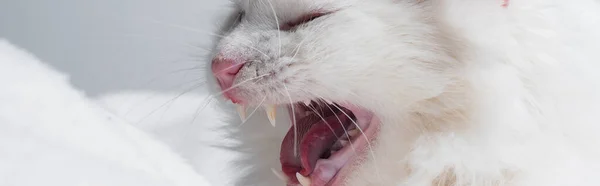 Fluffy cat yawning near soft blanket isolated on grey, banner — Stock Photo