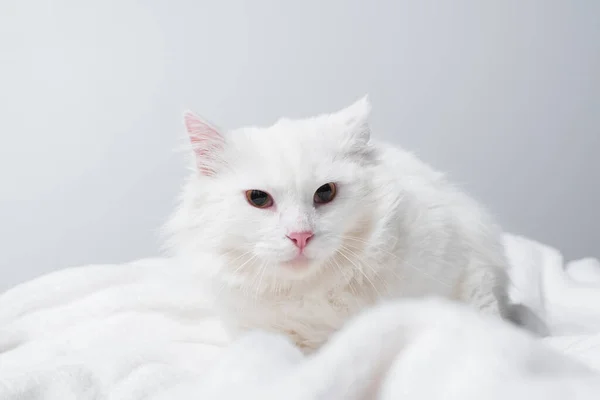Пухнаста кішка на м'якій білій ковдрі ізольована на сірому — стокове фото