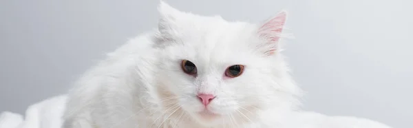 Gato fofo branco no cobertor macio isolado em cinza, banner — Fotografia de Stock