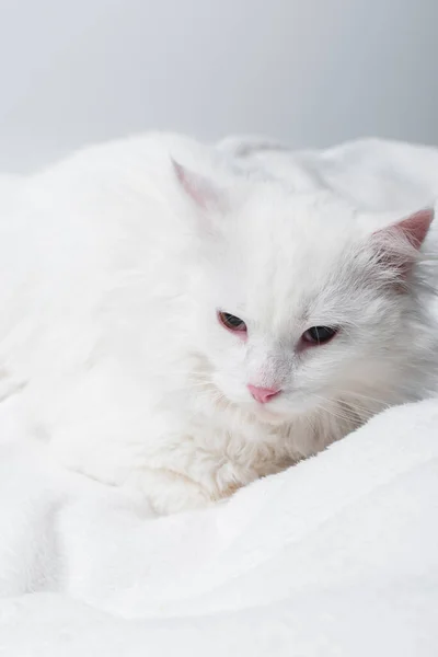 Weiße Katze auf weicher Decke isoliert auf grau — Stockfoto