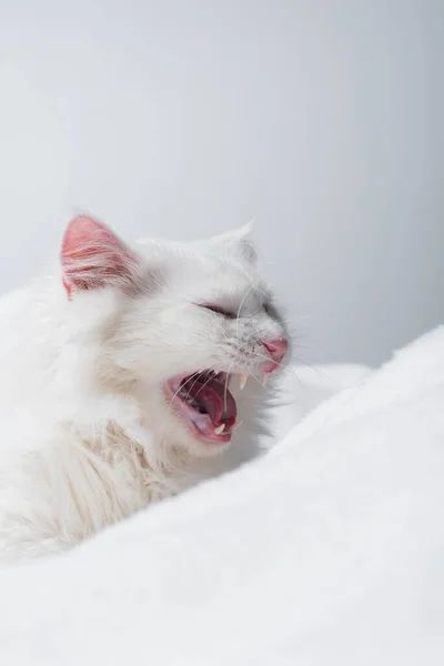 Flauschige Katze gähnt nahe weicher Decke isoliert auf grau — Stockfoto