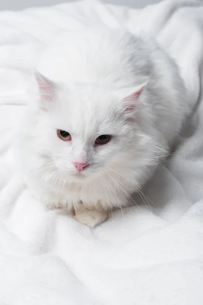 Top view of white fluffy cat on soft blanket — Stock Photo