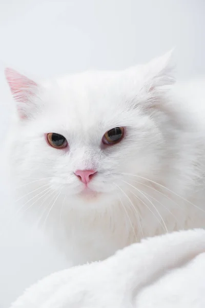 Close up of fluffy cat on soft blanket isolated on white — Stock Photo