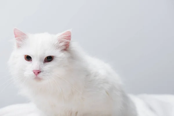Пухнаста кішка на розмитій м'якій ковдрі ізольована на сірому — стокове фото