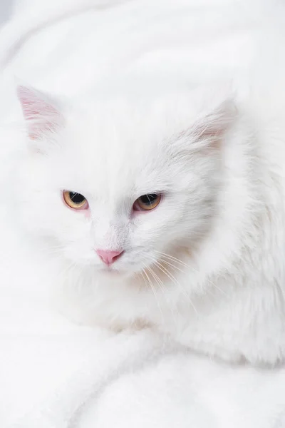 Высокий угол обзора белого и пушистого кота на мягком одеяле — стоковое фото