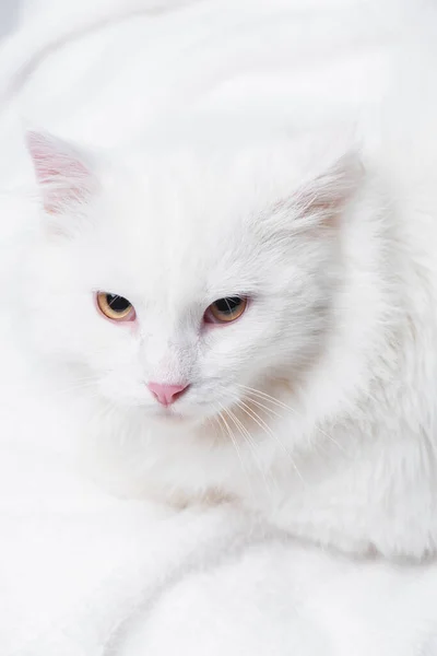 High angle view of white and fluffy cat on soft blanket — Stock Photo