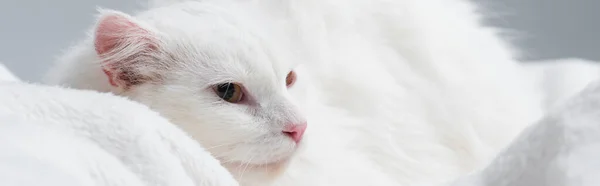 Furry cat on soft blanket isolated on grey, banner — Stock Photo