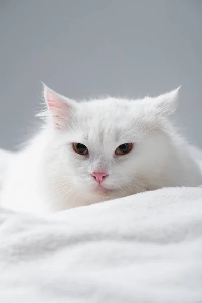 Gato mullido y blanco en manta aislada en gris - foto de stock