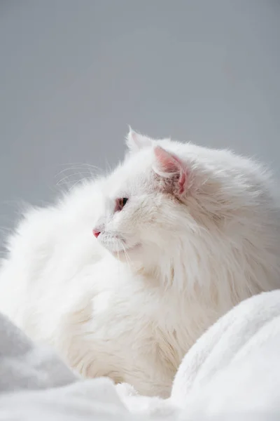 Пушистый кот на мягком и белом одеяле изолированы на серый — стоковое фото