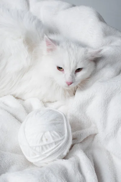 Fluffy cat near white ball of thread on soft blanket — Stock Photo