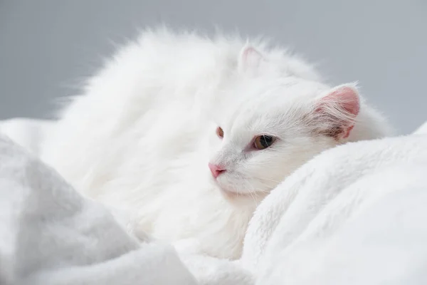 Fluffy cat resting on soft blanket isolated on grey — Stock Photo