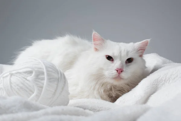 Fluffy cat near blurred ball of thread on soft blanket isolated on grey — Stock Photo