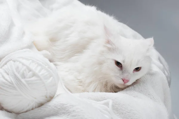 Fluffy cat near white ball of thread on soft blanket isolated on gray — Stock Photo