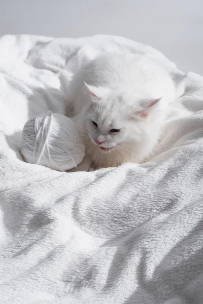 Gato esponjoso cerca enredado bola de hilo en suave manta aislado en gris - foto de stock