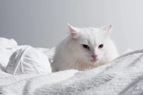 White cat near tangled ball of thread on soft blanket isolated on gray — Stock Photo