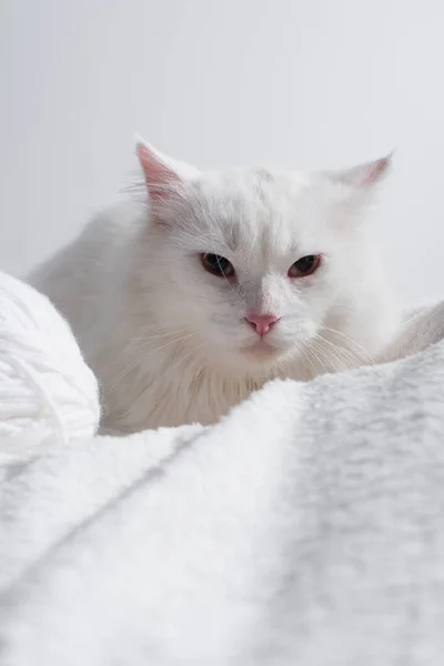 White cat near tangled ball of thread on soft blanket isolated on grey — Stock Photo